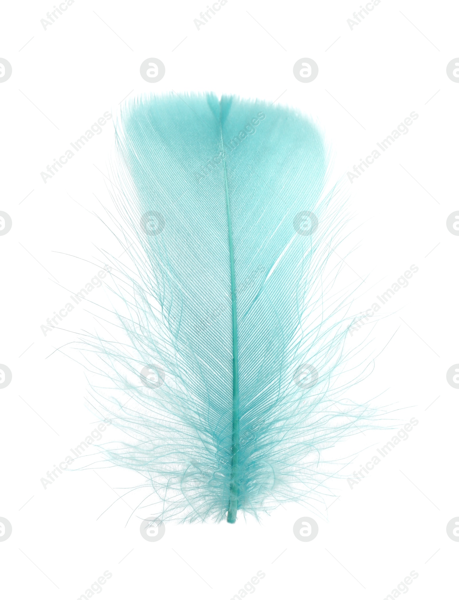 Photo of Fluffy light turquoise feather isolated on white