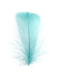 Fluffy light turquoise feather isolated on white