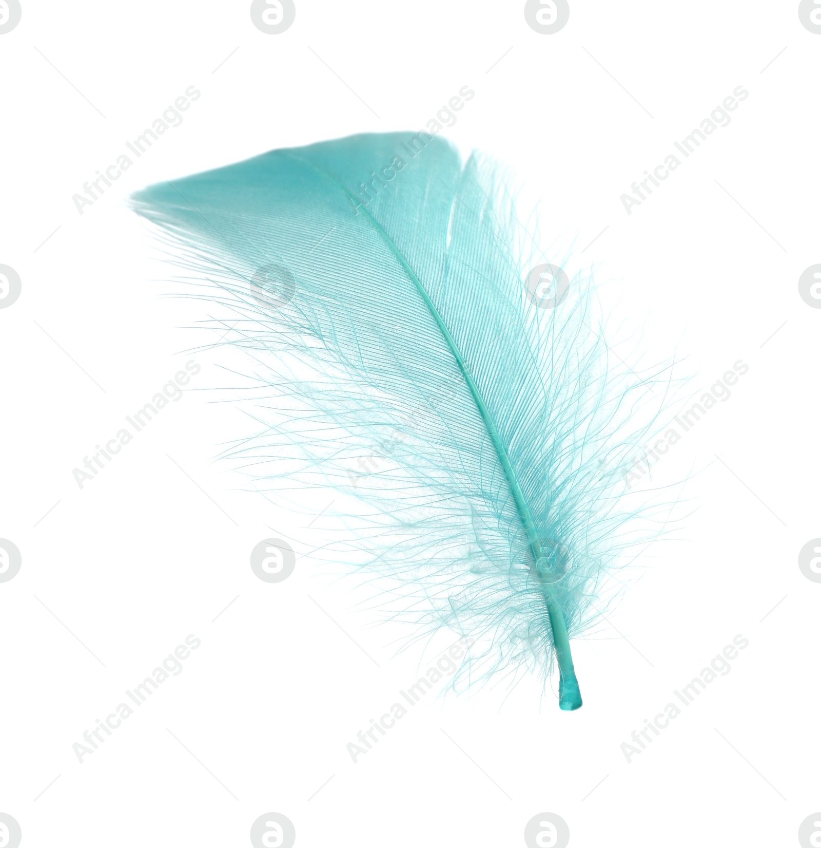 Photo of Fluffy light turquoise feather isolated on white