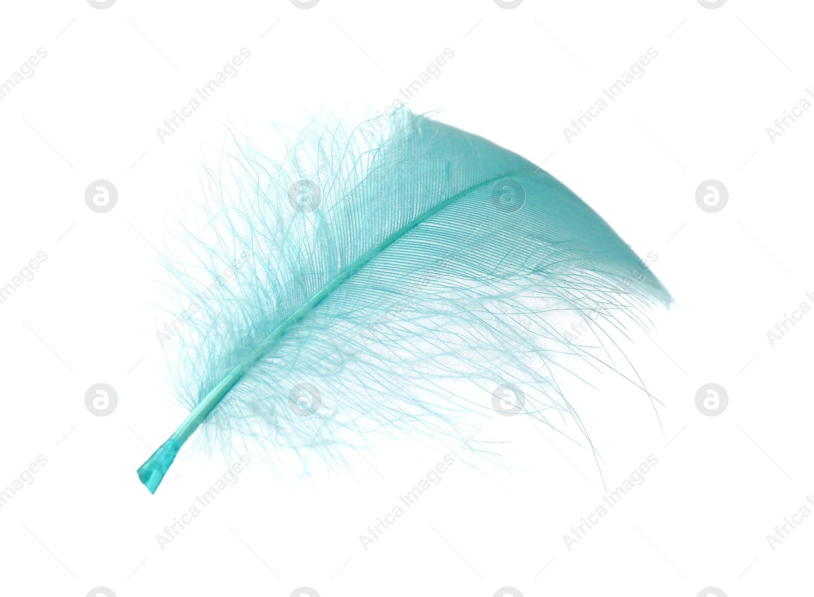 Photo of Fluffy light turquoise feather isolated on white