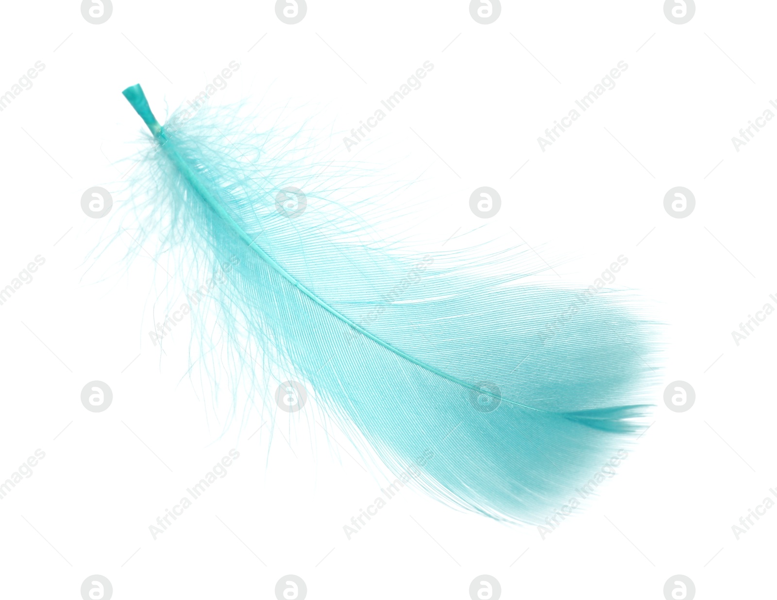 Photo of Fluffy light turquoise feather isolated on white