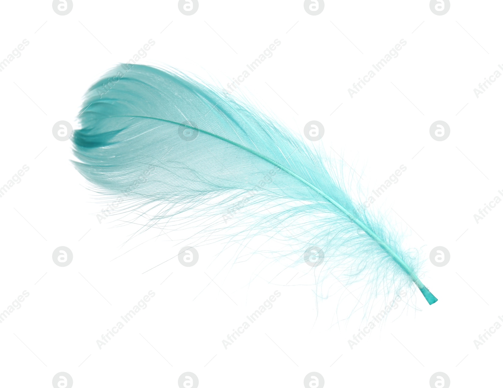 Photo of Fluffy light turquoise feather isolated on white