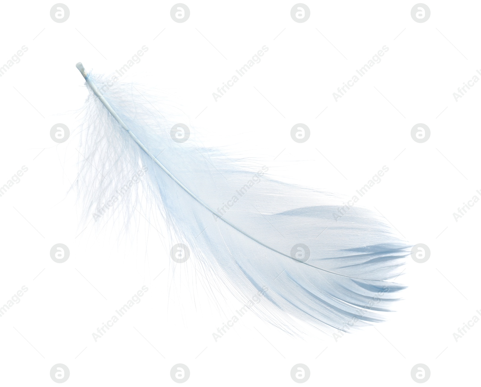 Photo of One fluffy light feather isolated on white