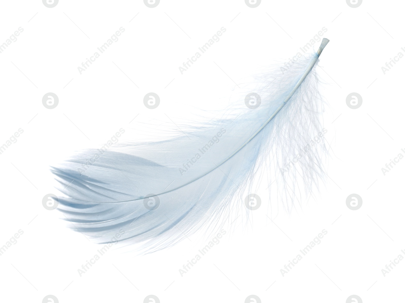 Photo of One fluffy light feather isolated on white