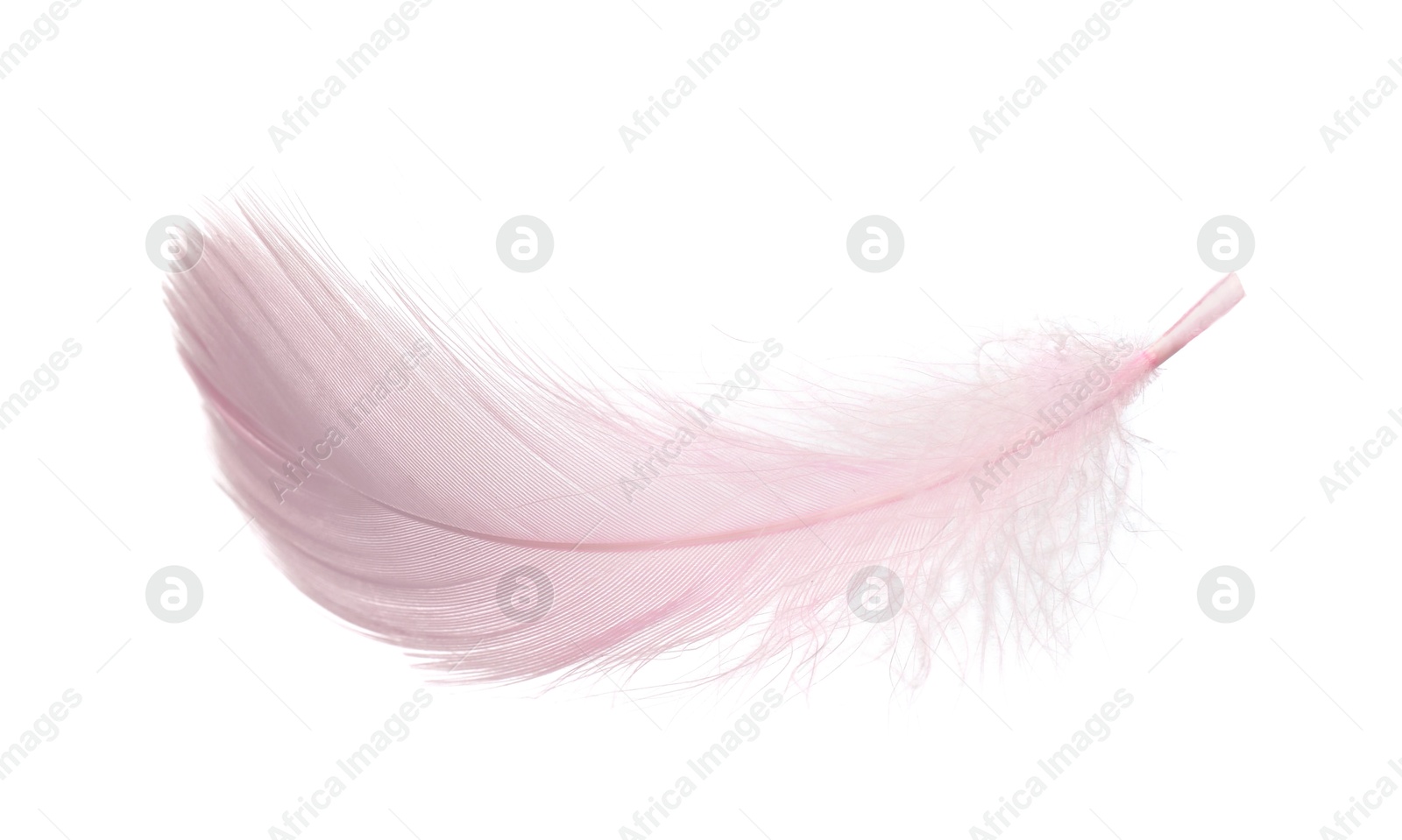 Photo of One fluffy pink feather isolated on white