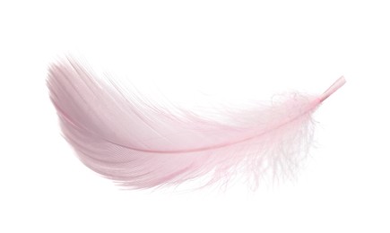 Photo of One fluffy pink feather isolated on white