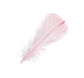 Photo of One fluffy pink feather isolated on white