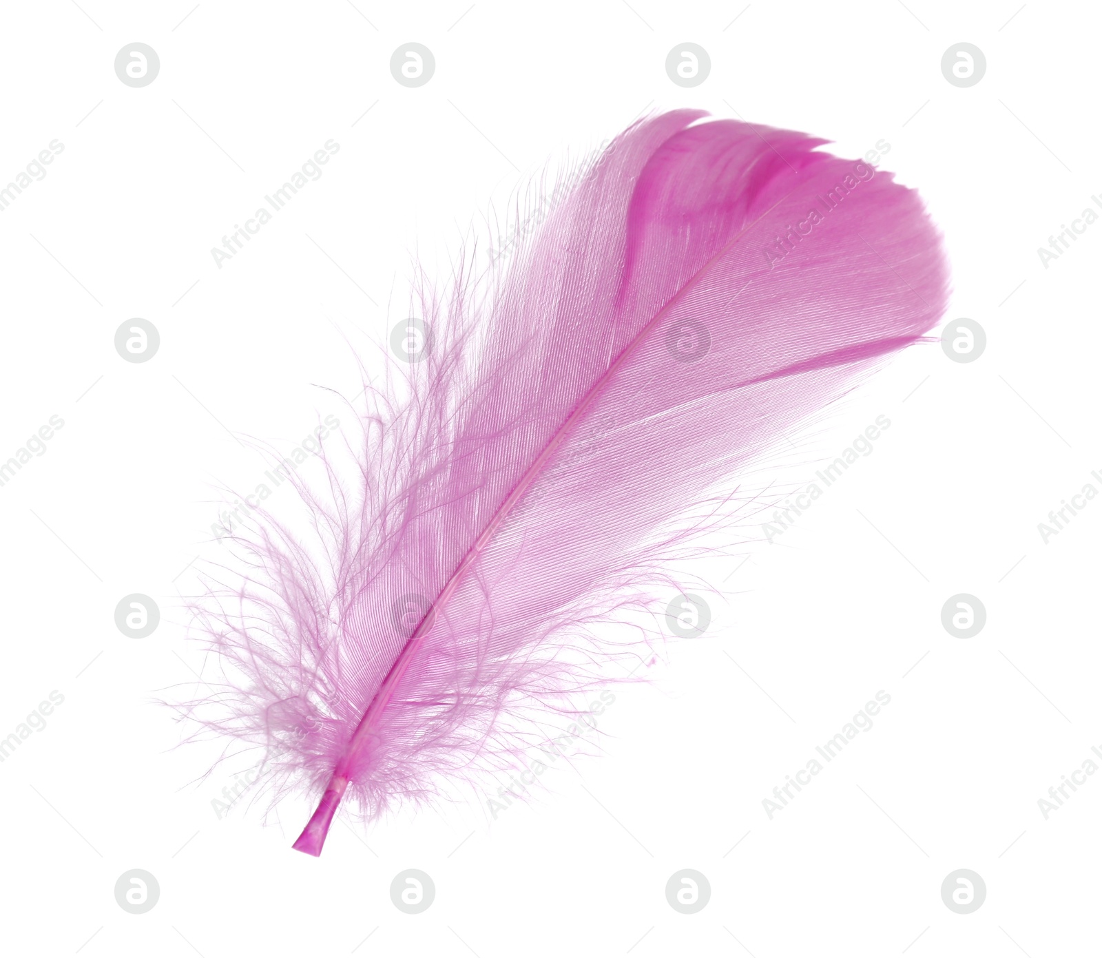 Photo of One fluffy pink feather isolated on white