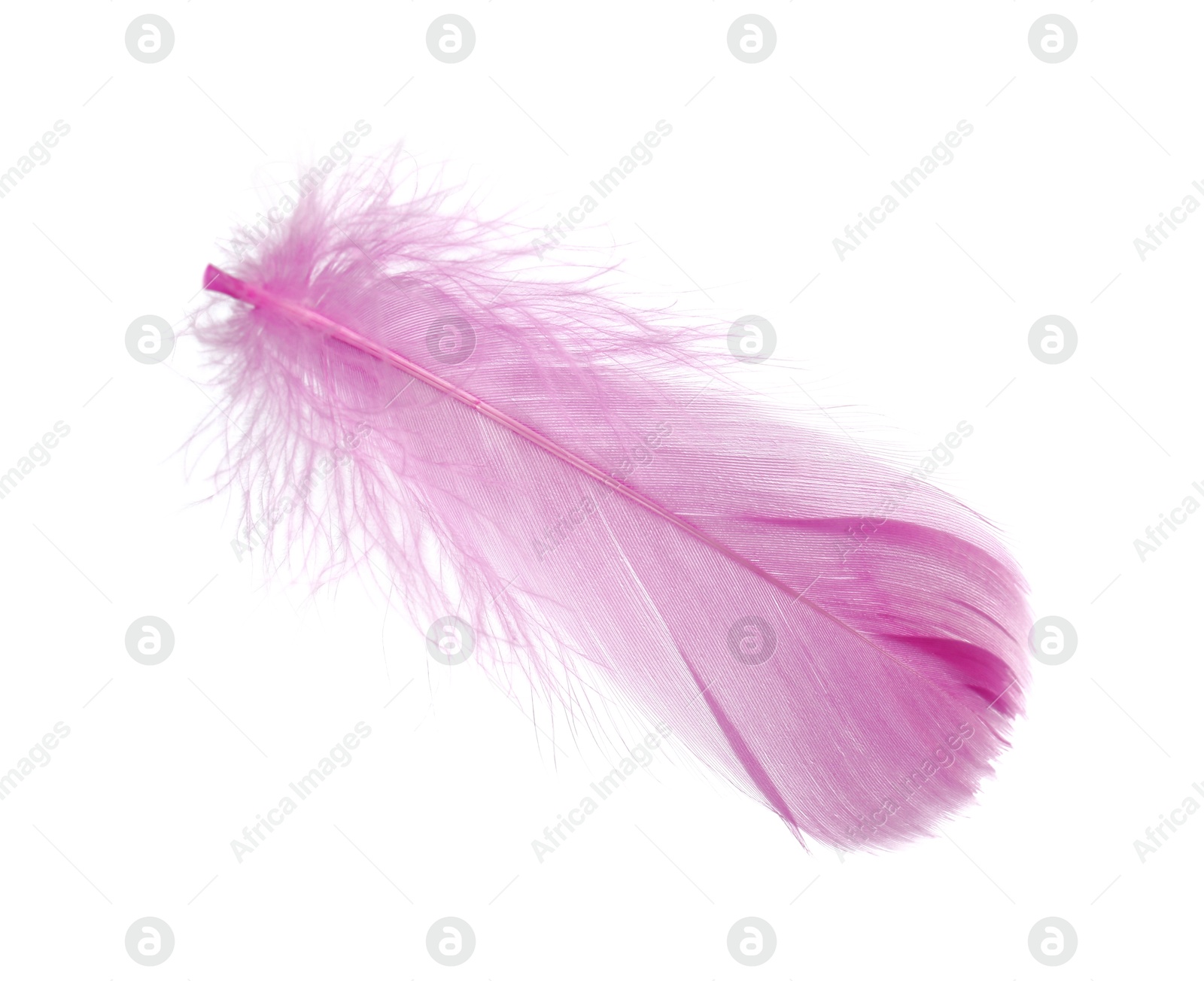 Photo of One fluffy pink feather isolated on white