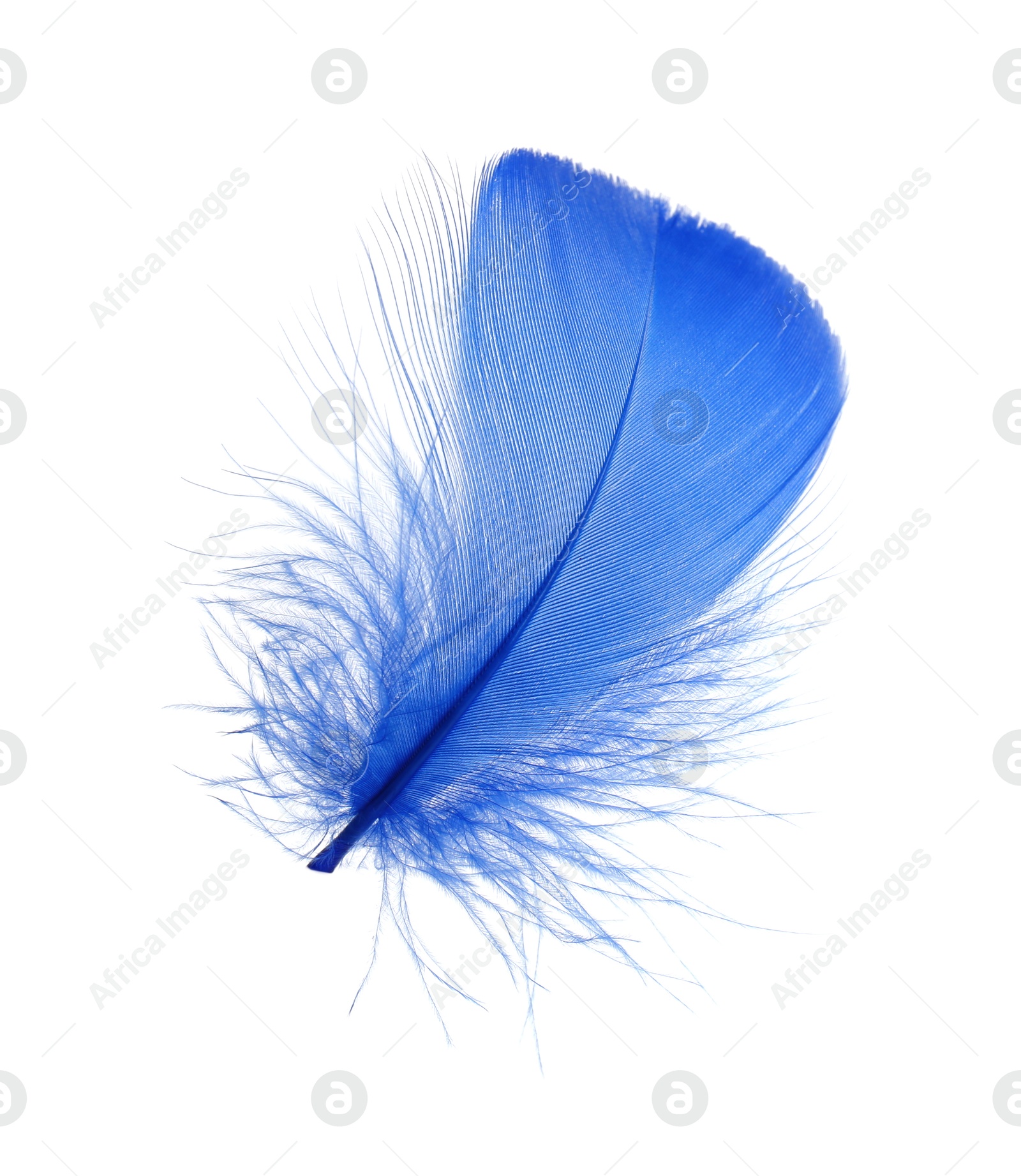 Photo of One fluffy blue feather isolated on white