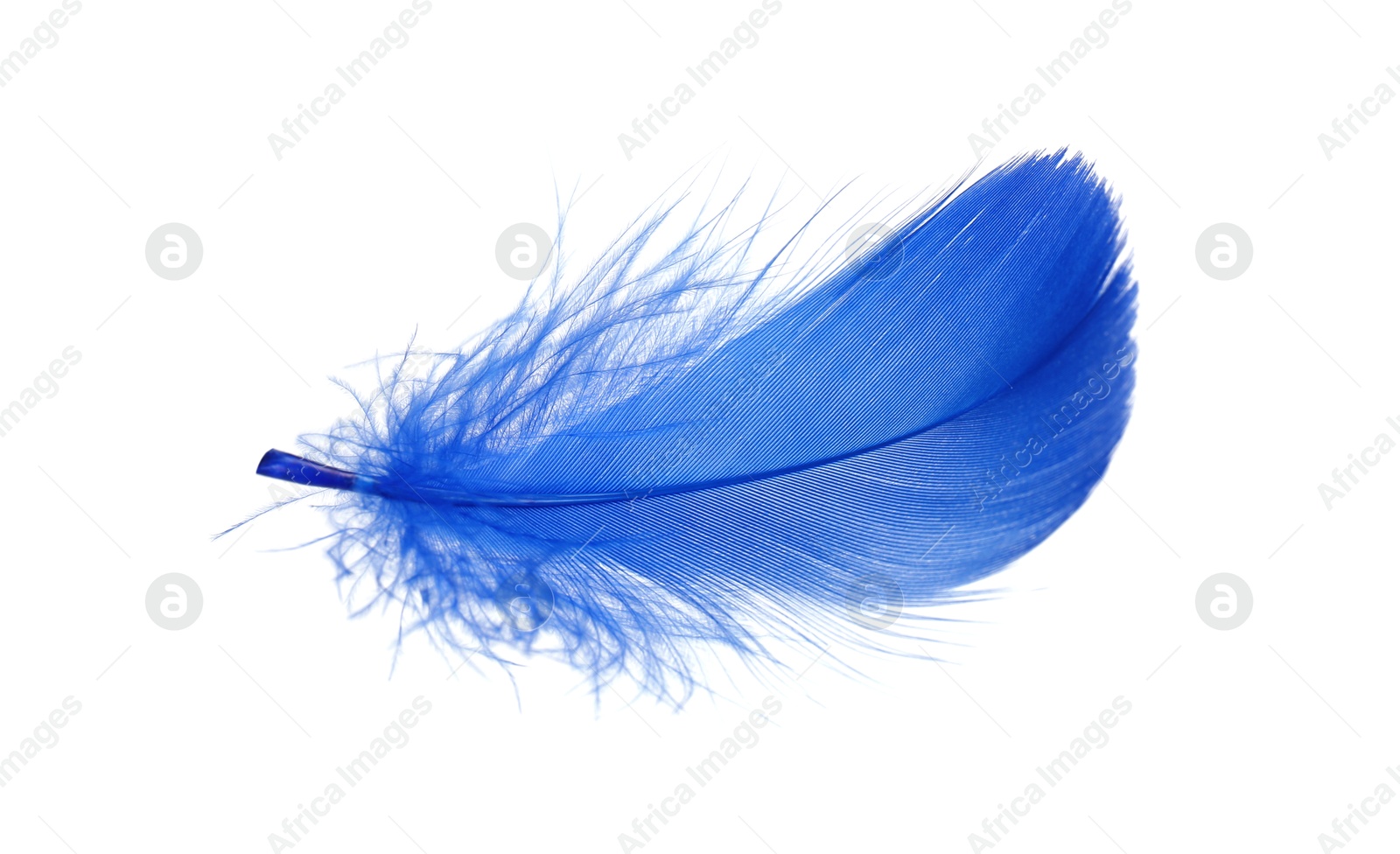 Photo of One fluffy blue feather isolated on white