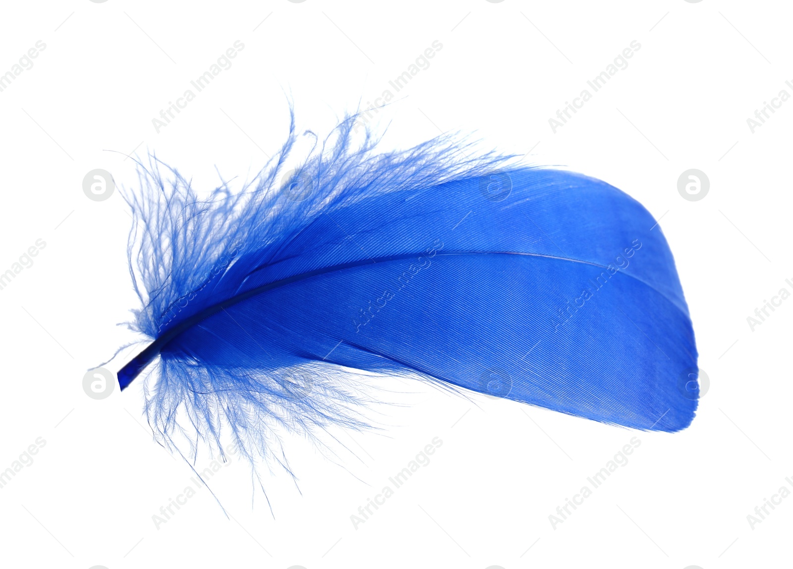 Photo of One fluffy blue feather isolated on white