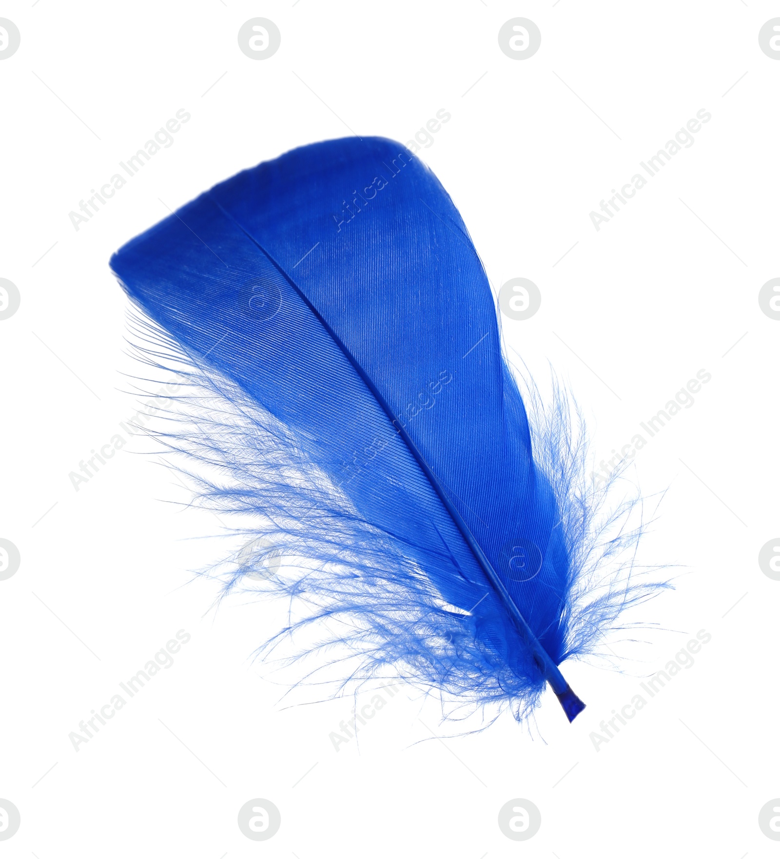 Photo of One fluffy blue feather isolated on white