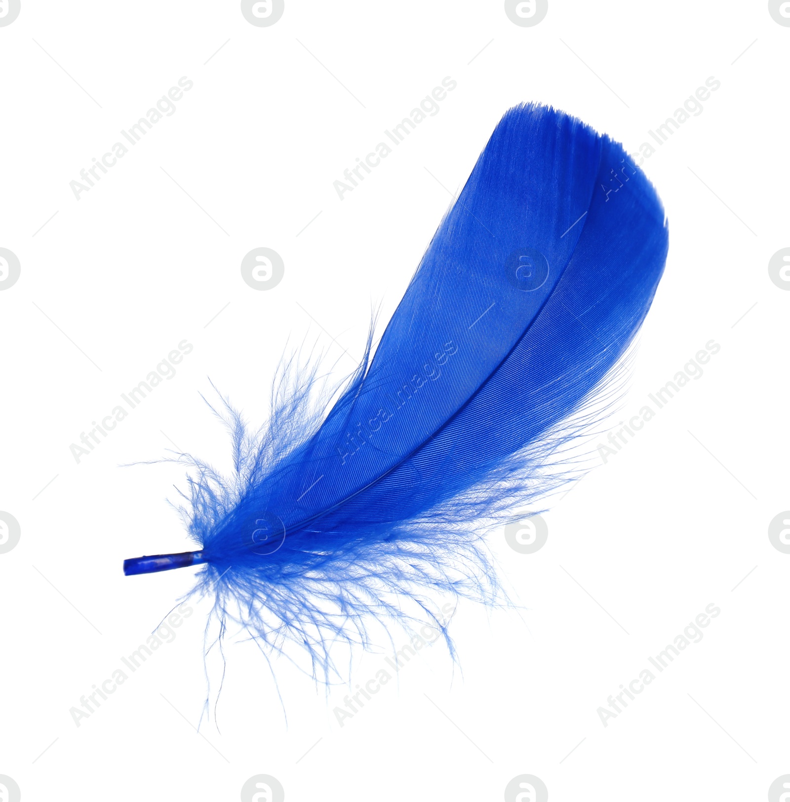 Photo of One fluffy blue feather isolated on white