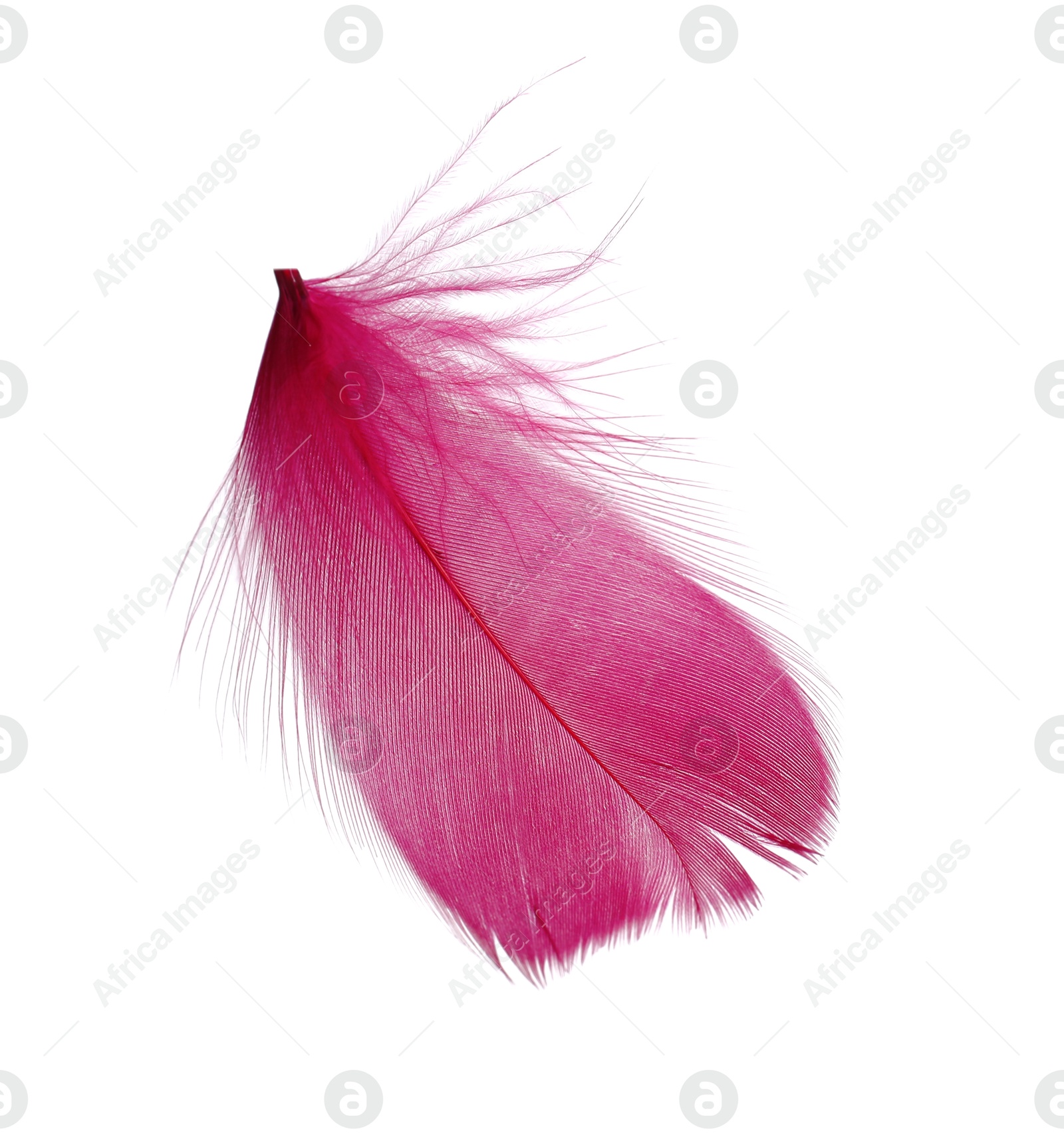 Photo of One fluffy pink feather isolated on white