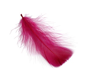 Photo of One fluffy pink feather isolated on white