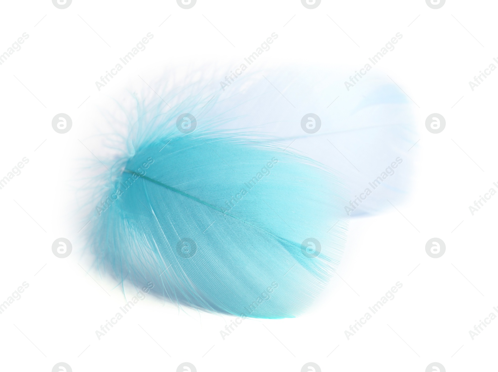 Photo of Two fluffy light feathers isolated on white