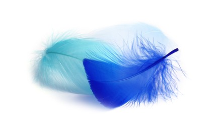 Photo of Three fluffy light feathers isolated on white