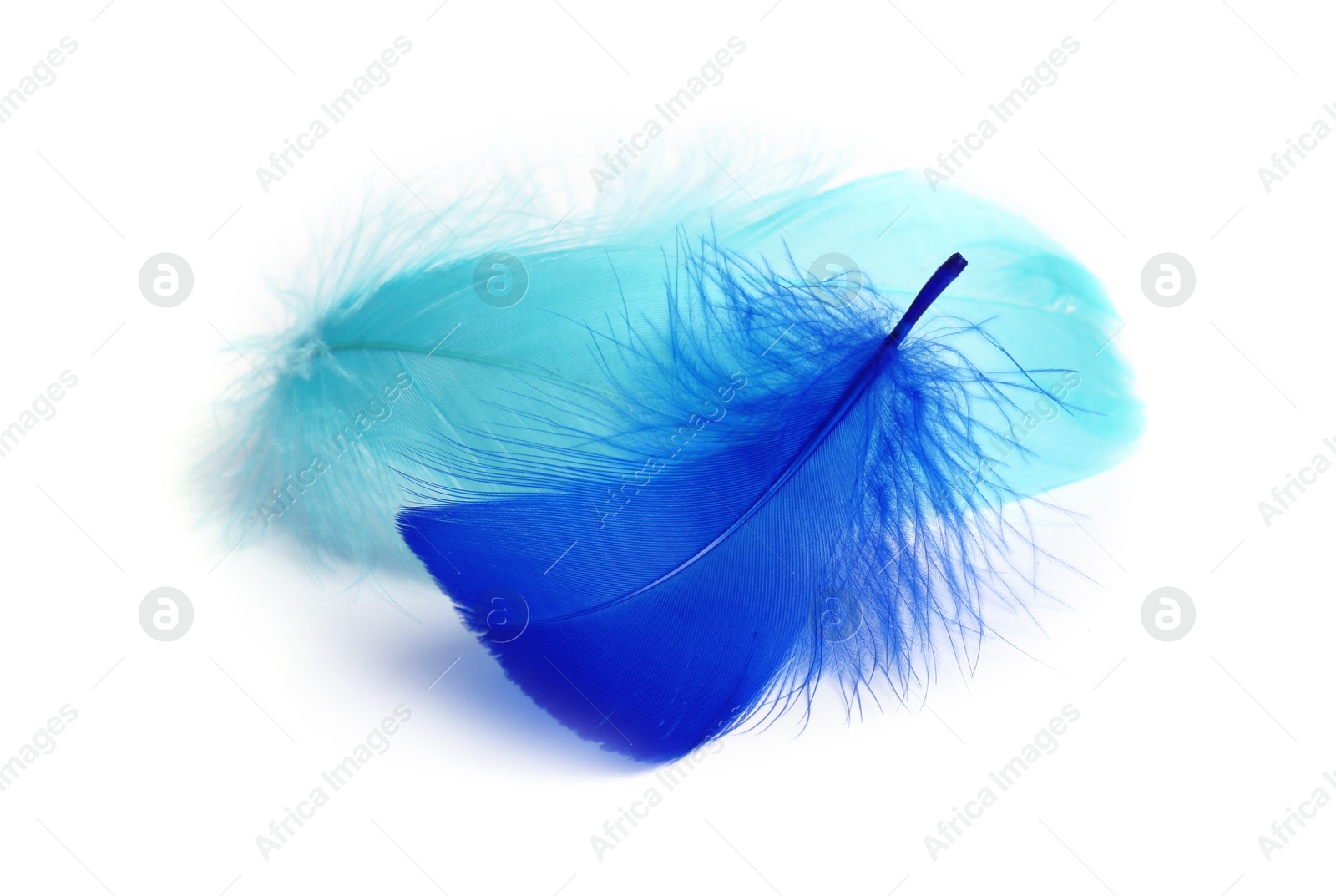 Photo of Two fluffy light feathers isolated on white