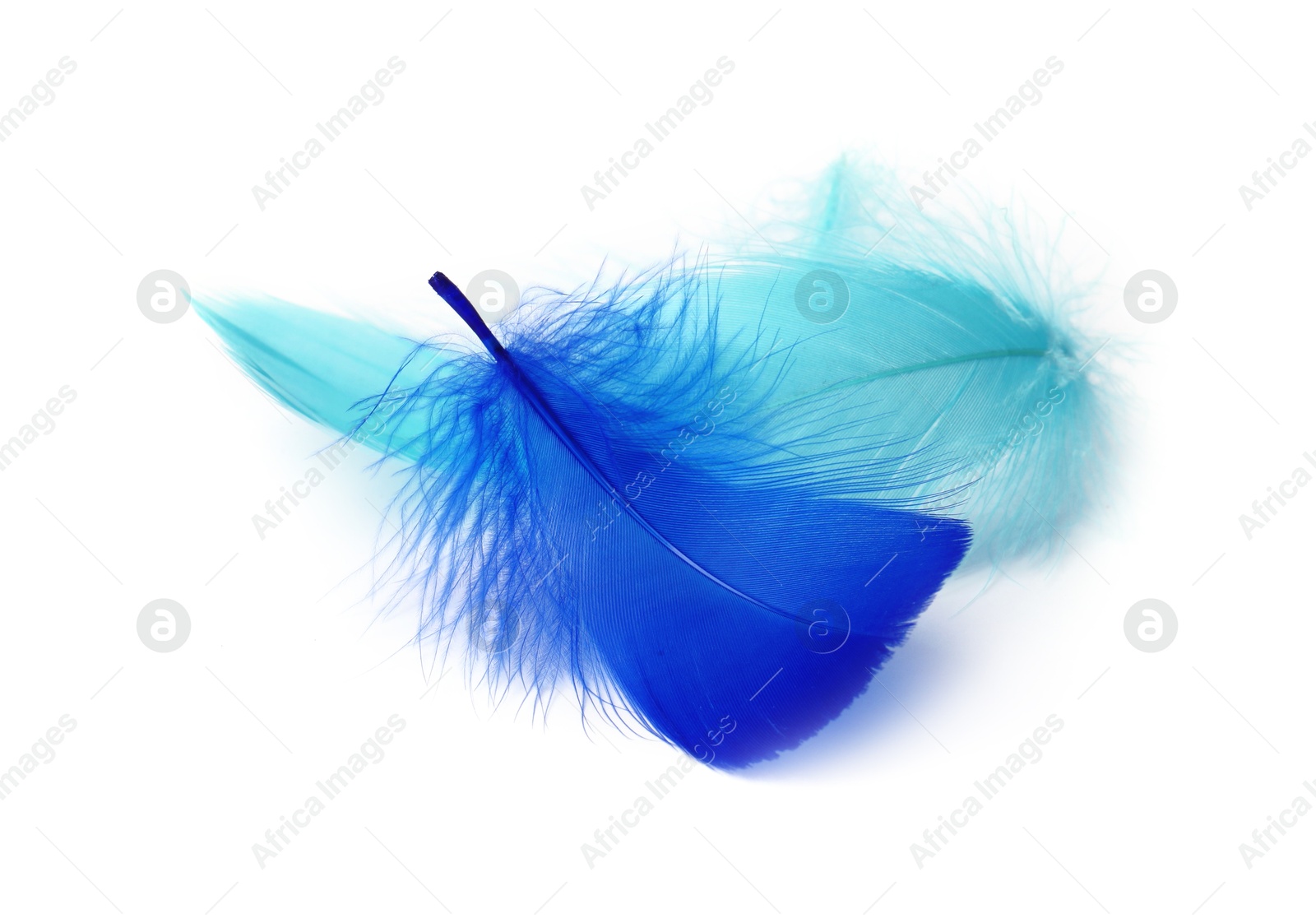 Photo of Two fluffy light feathers isolated on white