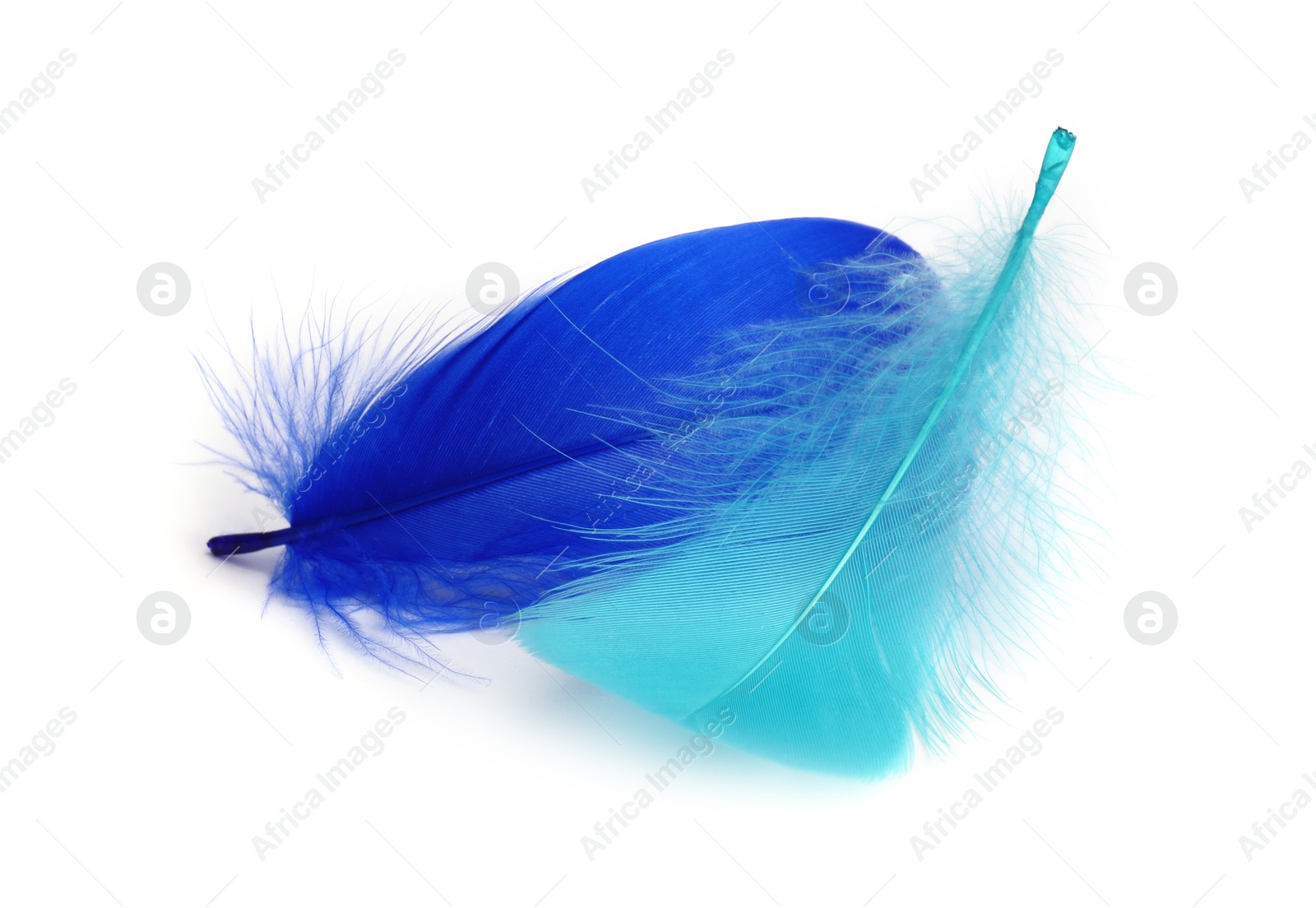 Photo of Two fluffy light feathers isolated on white