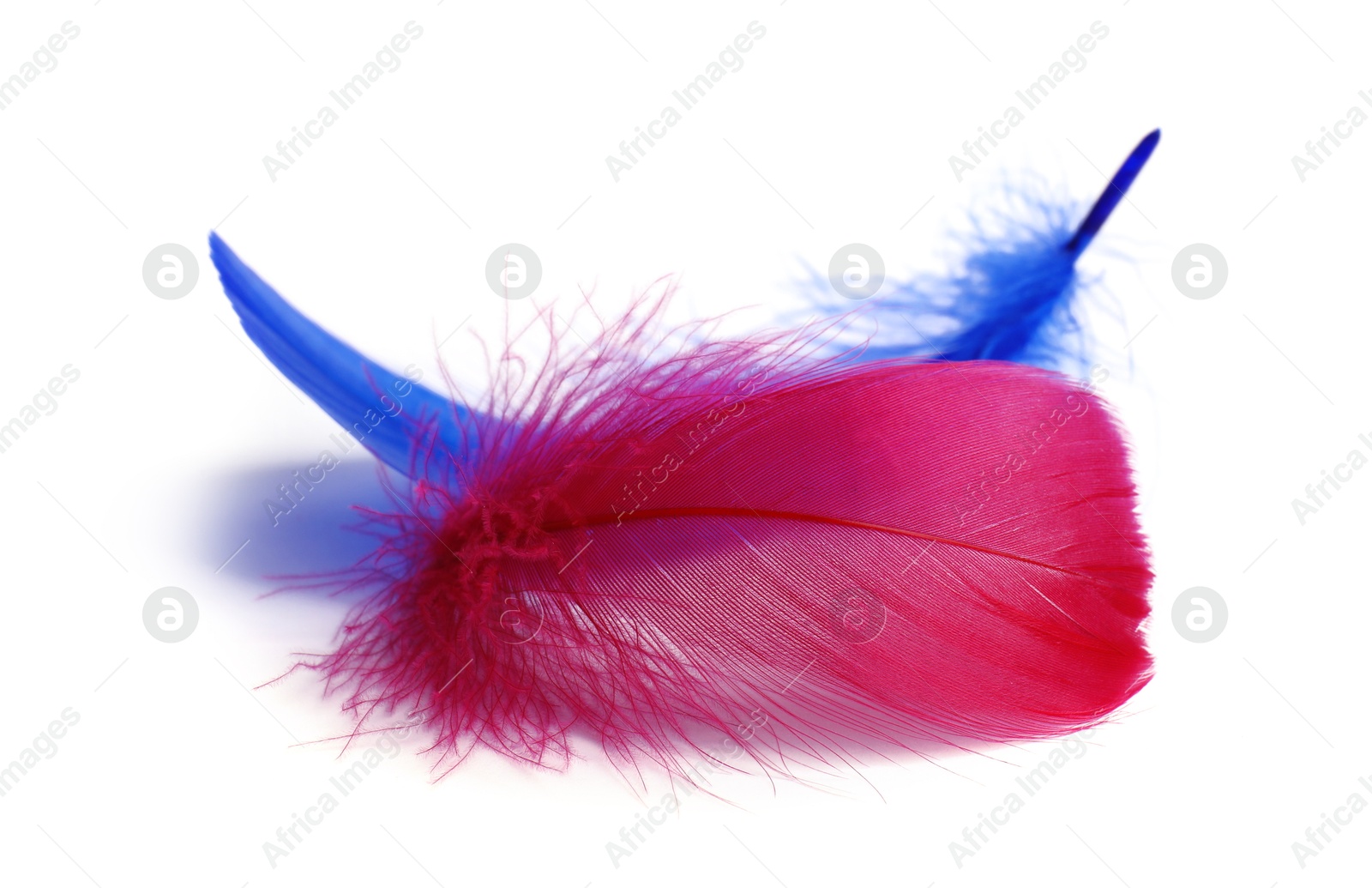 Photo of Two fluffy light feathers isolated on white