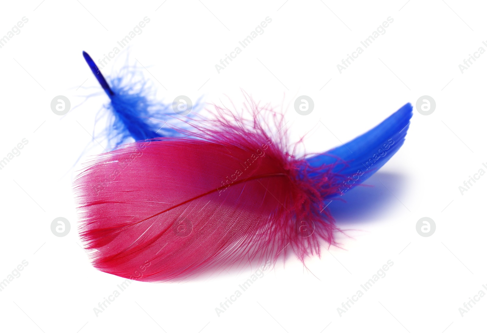 Photo of Two fluffy light feathers isolated on white