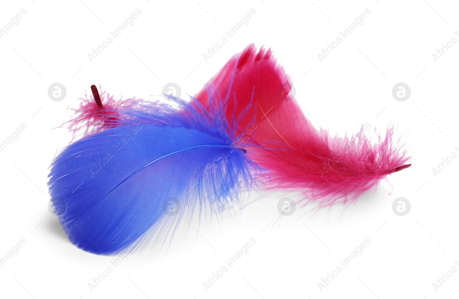 Photo of Pile of fluffy light feathers isolated on white