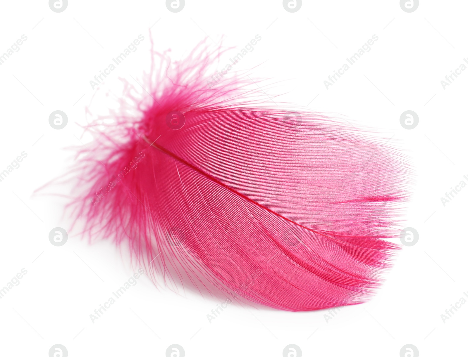 Photo of One fluffy light feather isolated on white