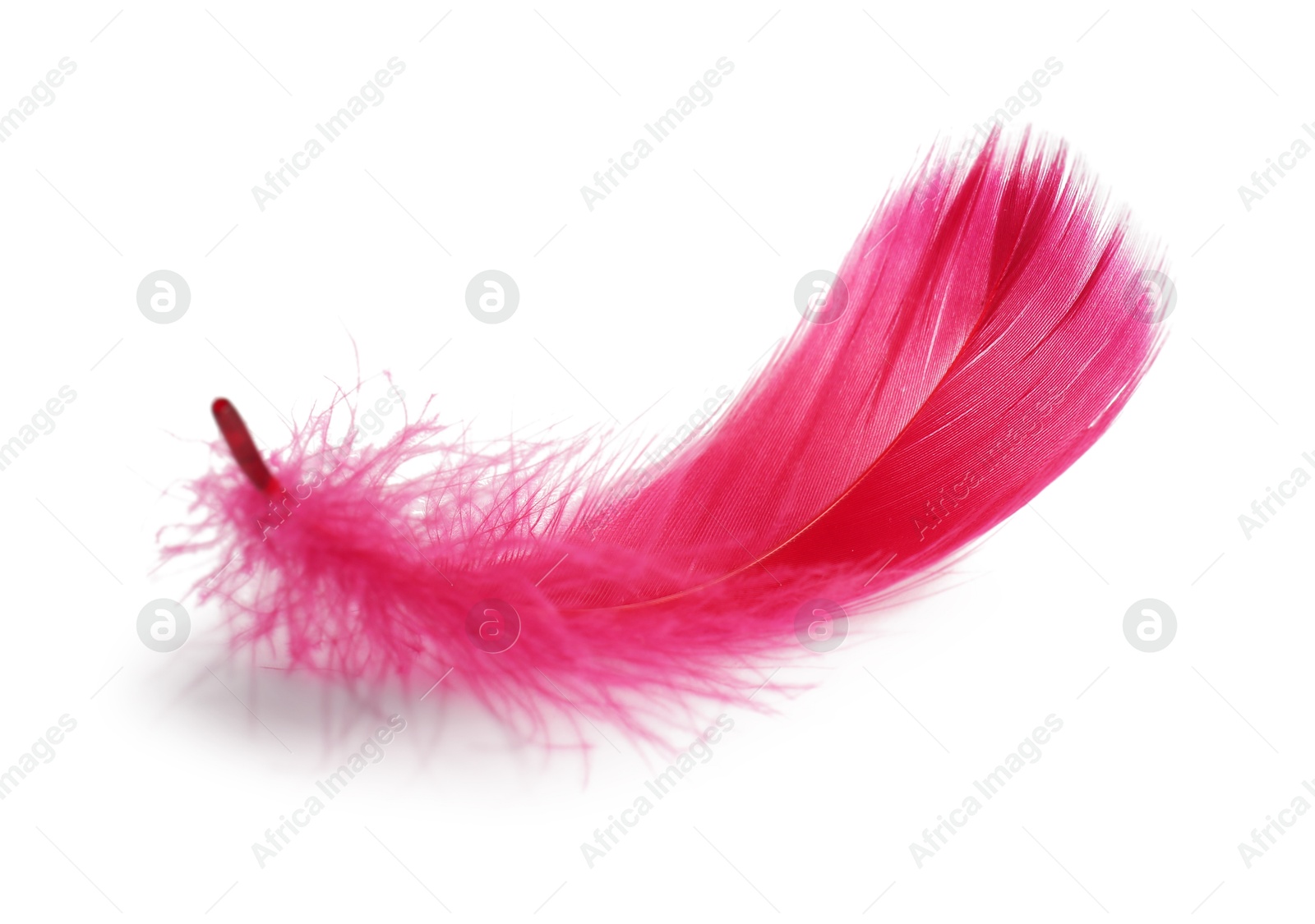 Photo of One fluffy light feather isolated on white