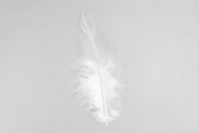 Photo of One beautiful fluffy feather isolated on white