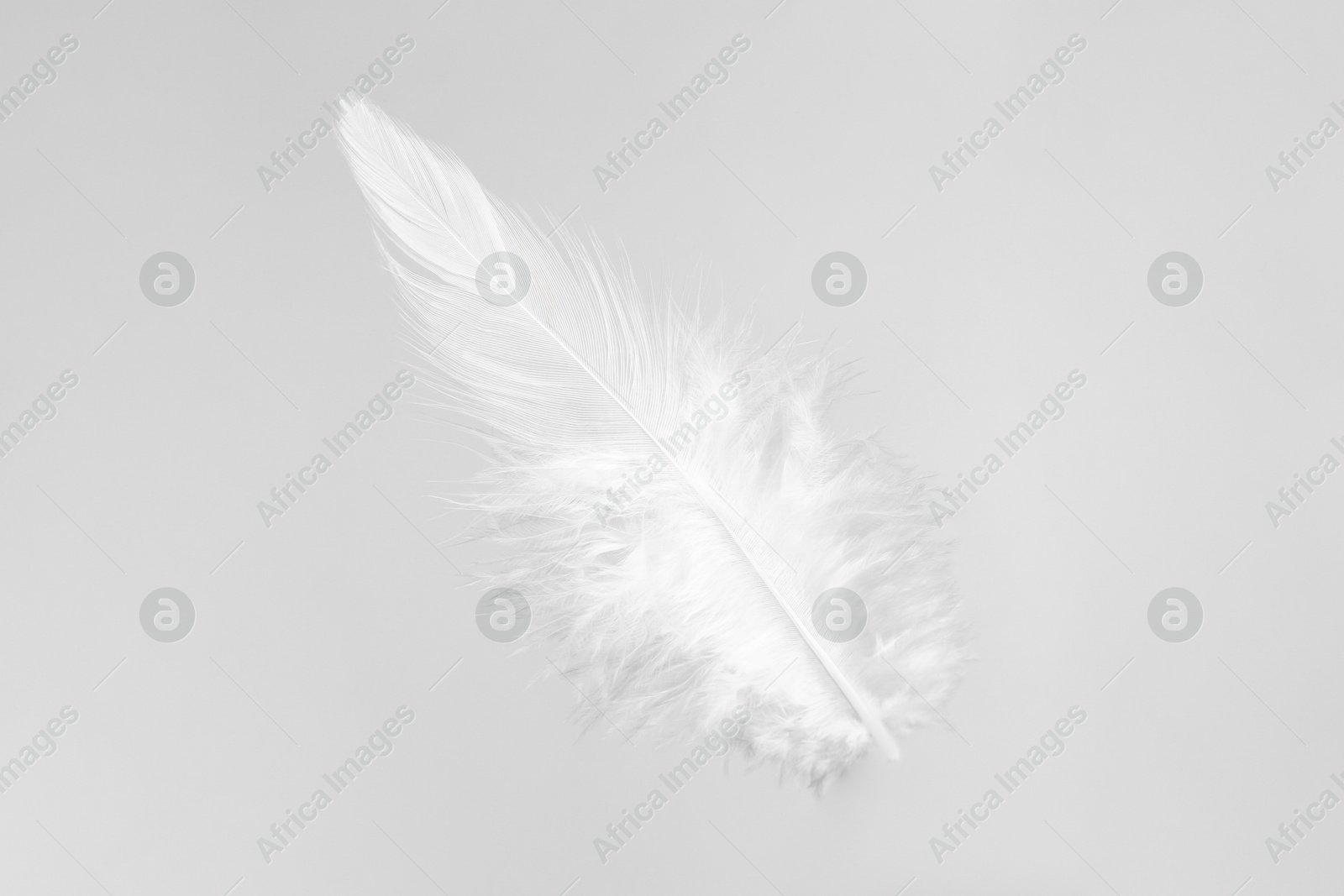 Photo of One beautiful fluffy feather isolated on white