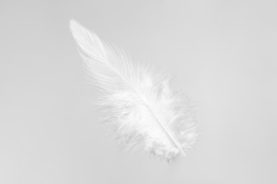 Photo of One beautiful fluffy feather isolated on white