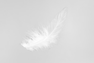 Photo of One beautiful fluffy feather isolated on white