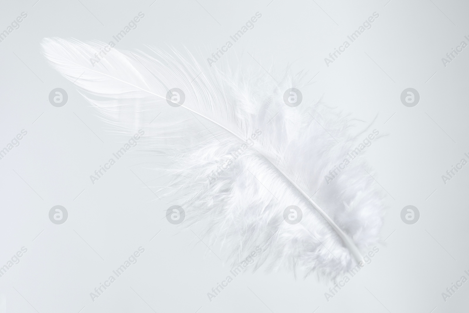 Photo of One beautiful fluffy feather isolated on white