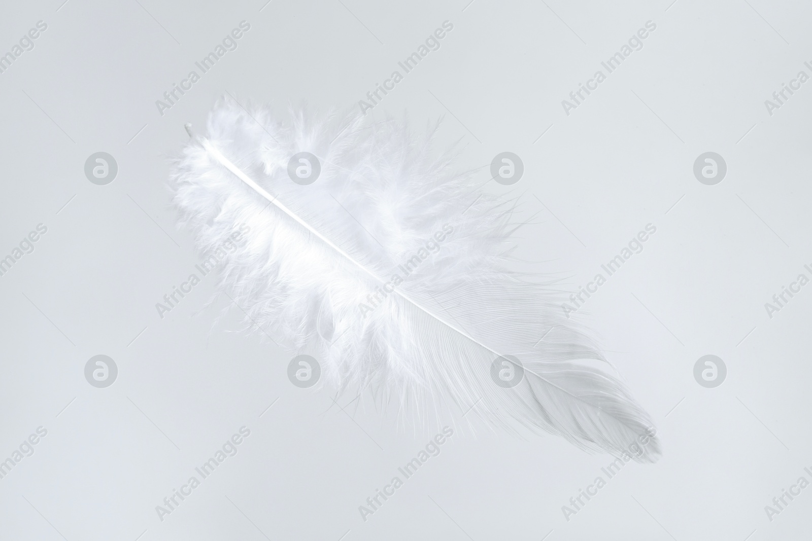 Photo of One beautiful fluffy feather isolated on white