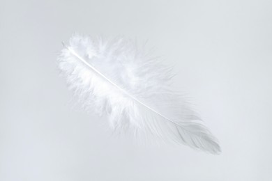 Photo of One beautiful fluffy feather isolated on white