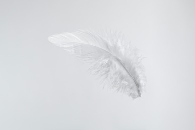 Photo of One beautiful fluffy feather isolated on white