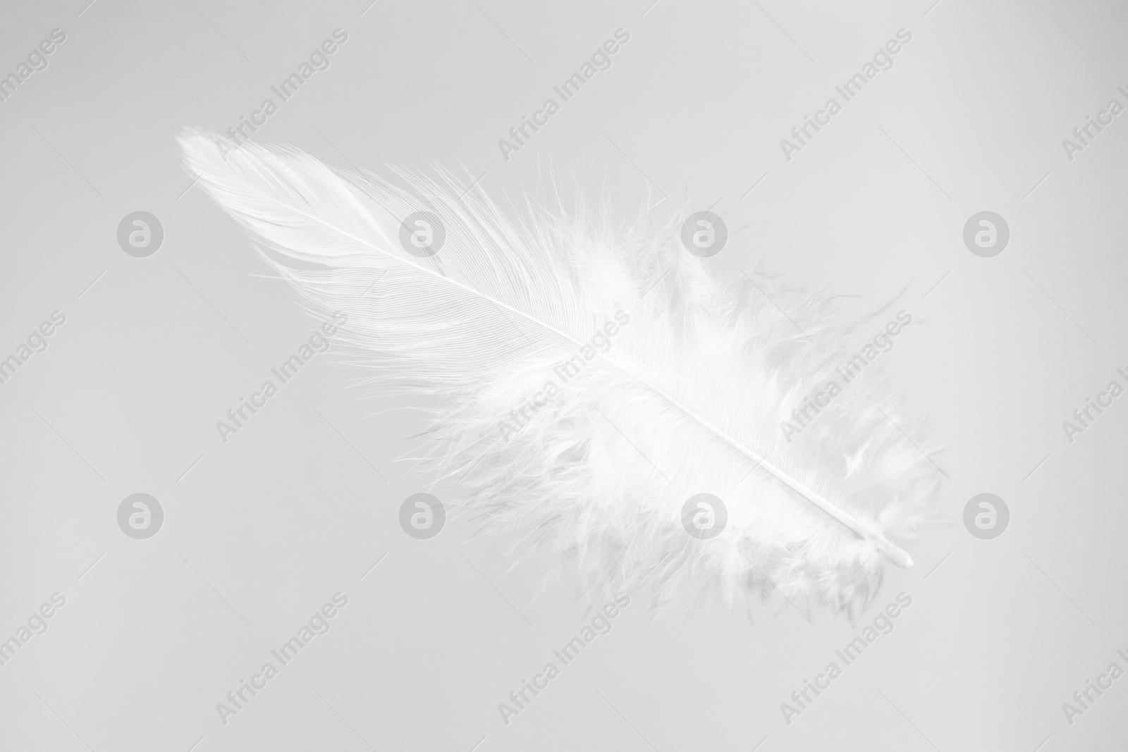 Photo of One beautiful fluffy feather isolated on white