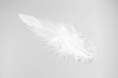 Photo of One beautiful fluffy feather isolated on white