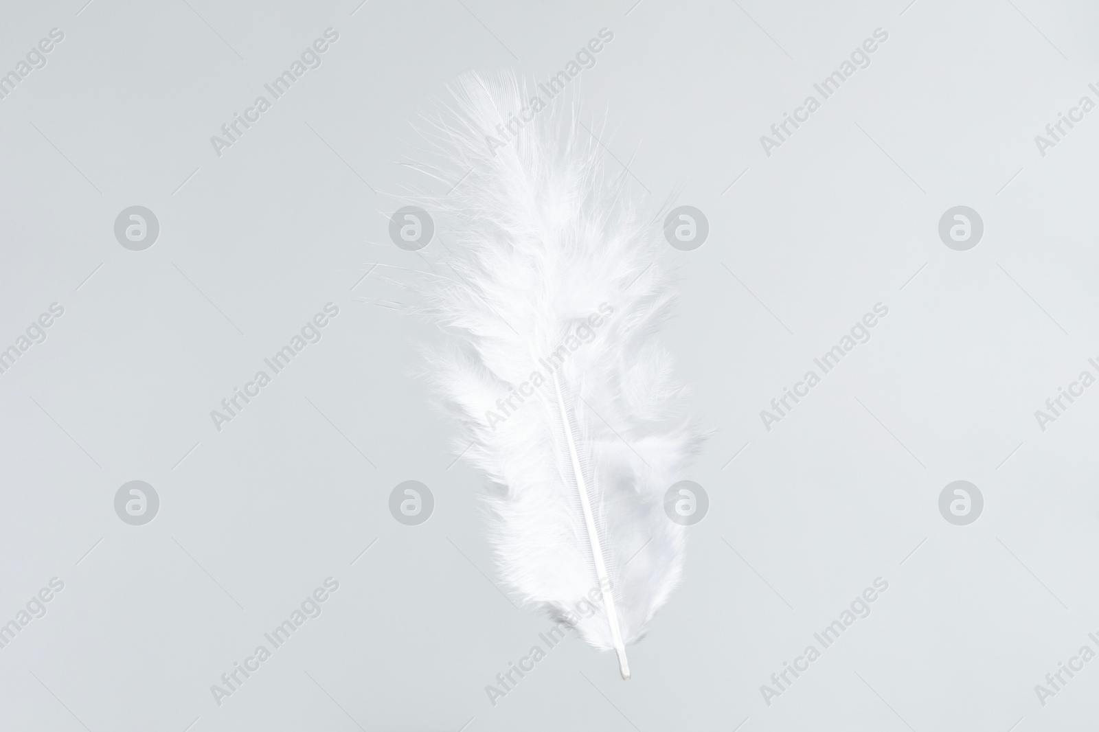 Photo of One beautiful fluffy feather isolated on white