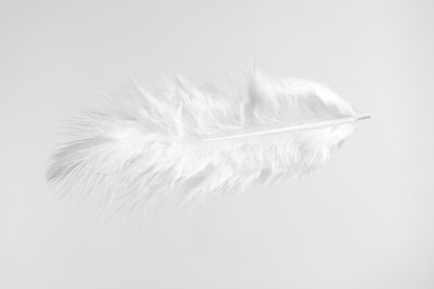 Photo of One beautiful fluffy feather isolated on white