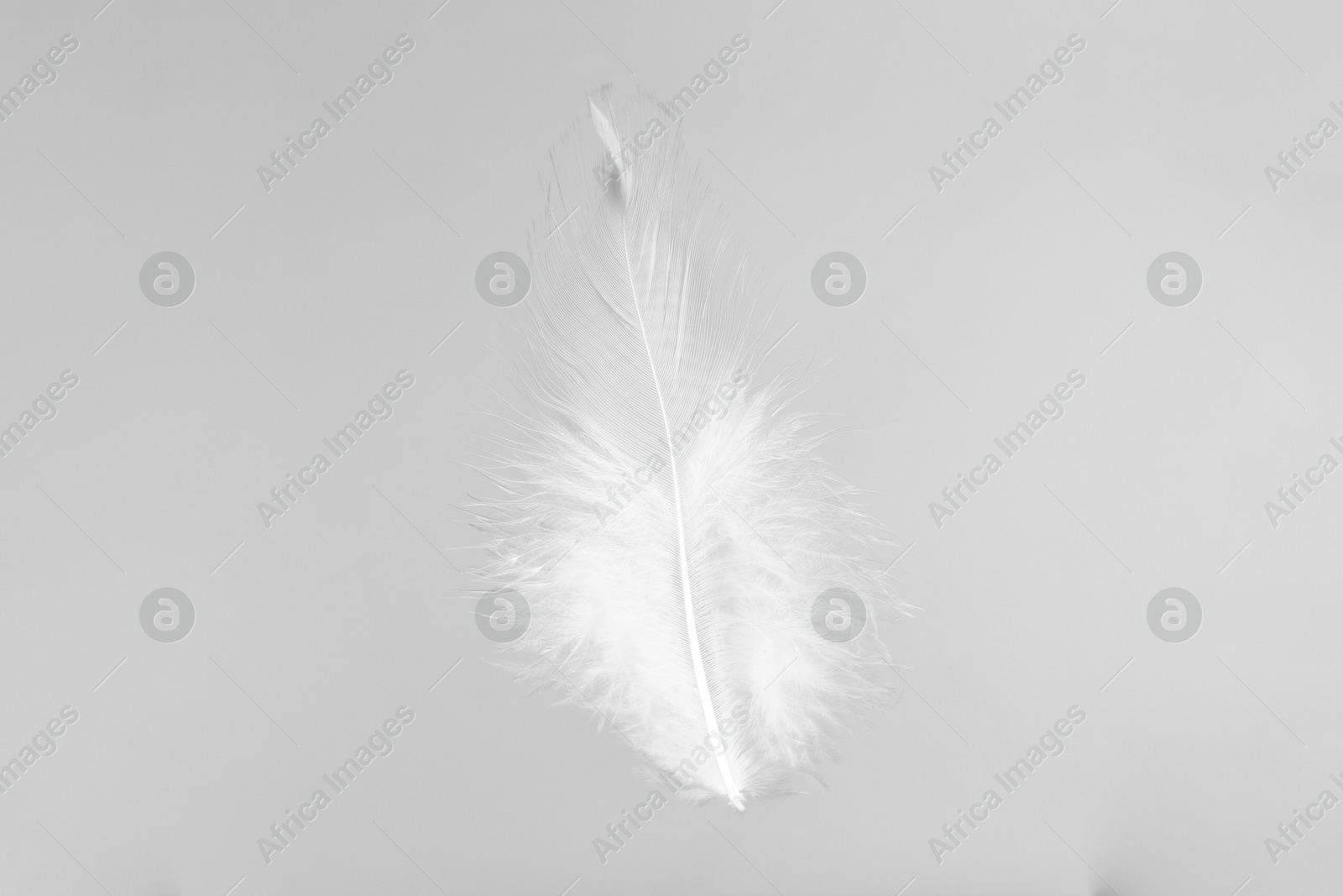 Photo of One beautiful fluffy feather isolated on white