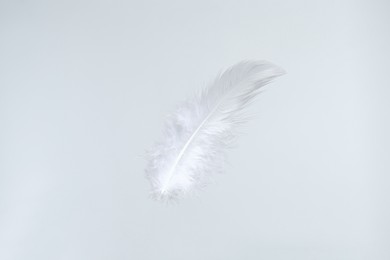 Photo of One beautiful fluffy feather isolated on white