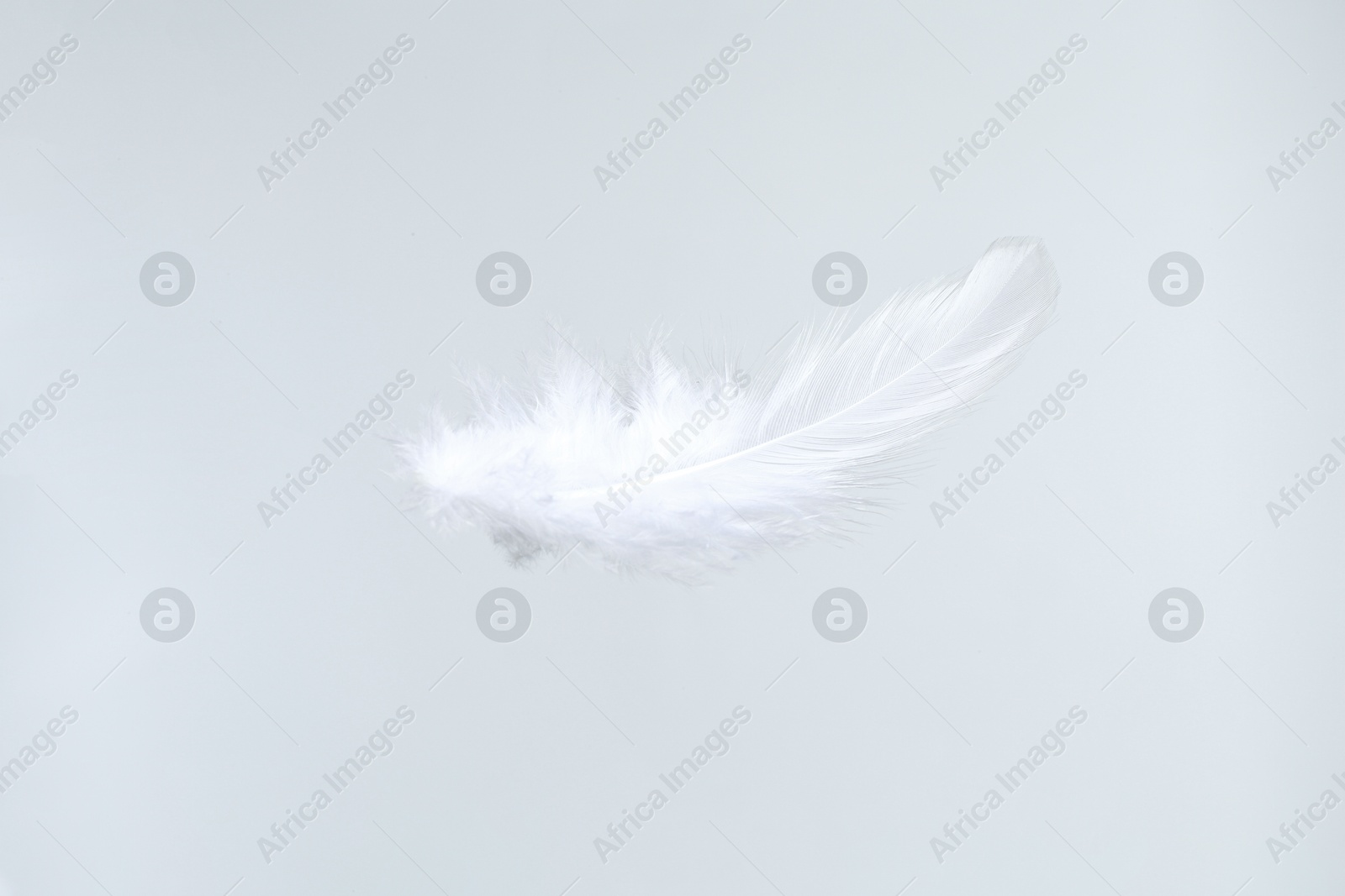 Photo of One beautiful fluffy feather isolated on white