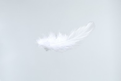 Photo of One beautiful fluffy feather isolated on white