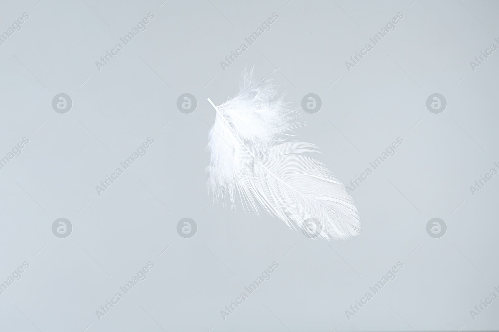 Photo of One beautiful fluffy feather isolated on white