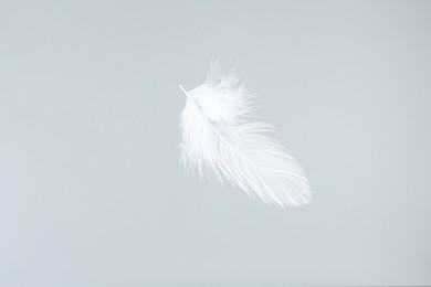 Photo of One beautiful fluffy feather isolated on white