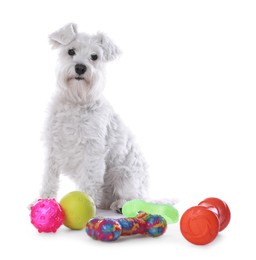 Photo of Cute dog with different toys on white background. Adorable pet