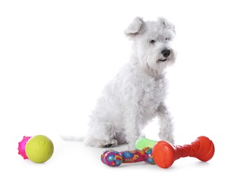 Photo of Cute dog with different toys on white background. Adorable pet